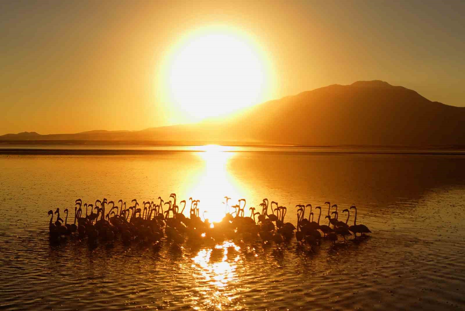 Van Gölü’nde Gün Batımı Flamingolarla Renkleniyor