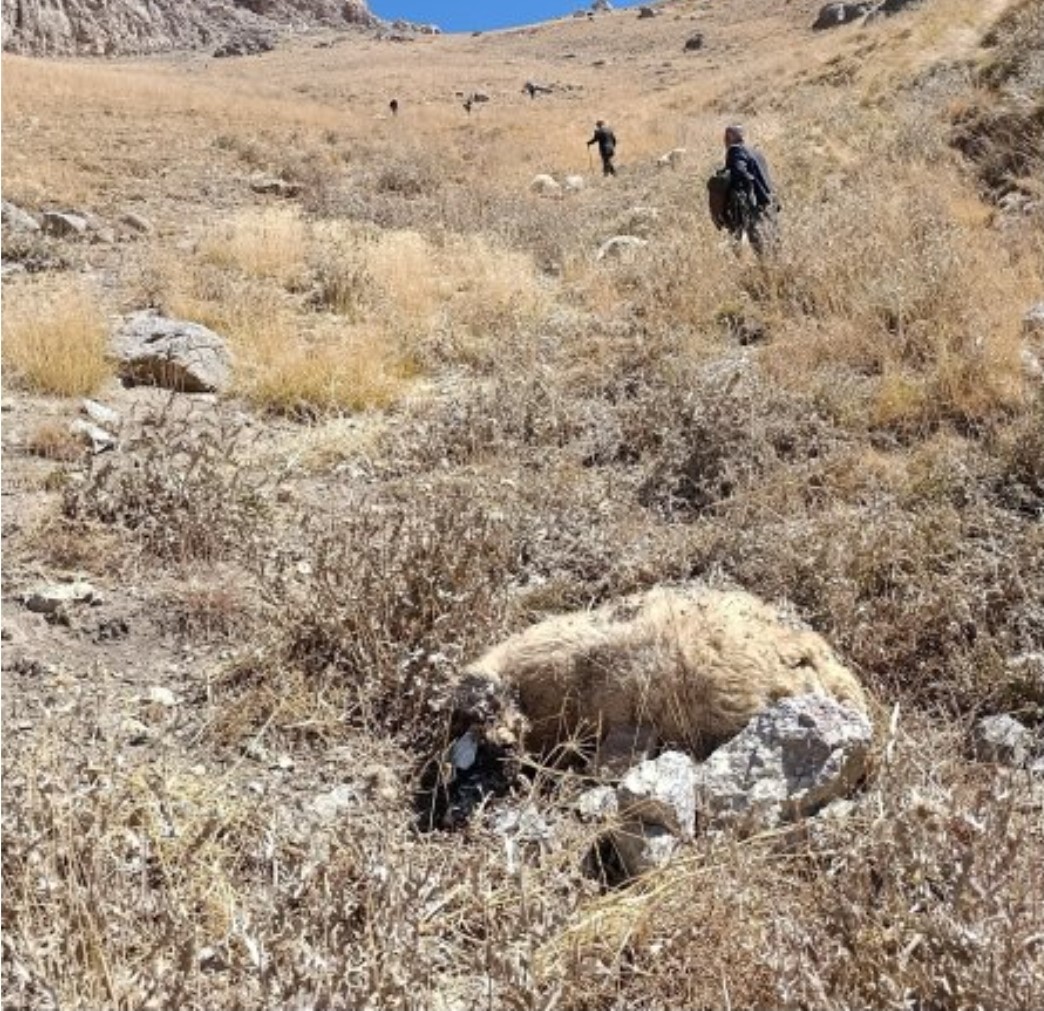 Van’da kurt saldırısı: Onlarca koyun telef oldu