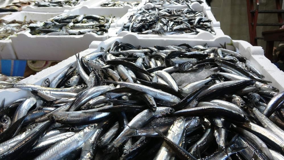 Yeni Av Sezonunda Hamsi Kotası 400 Bin Ton Olarak Belirlendi