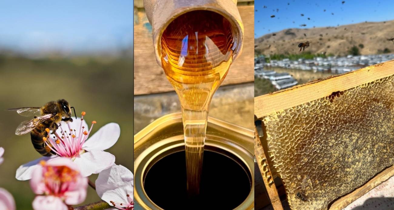 Arıcılık tehdit altında!