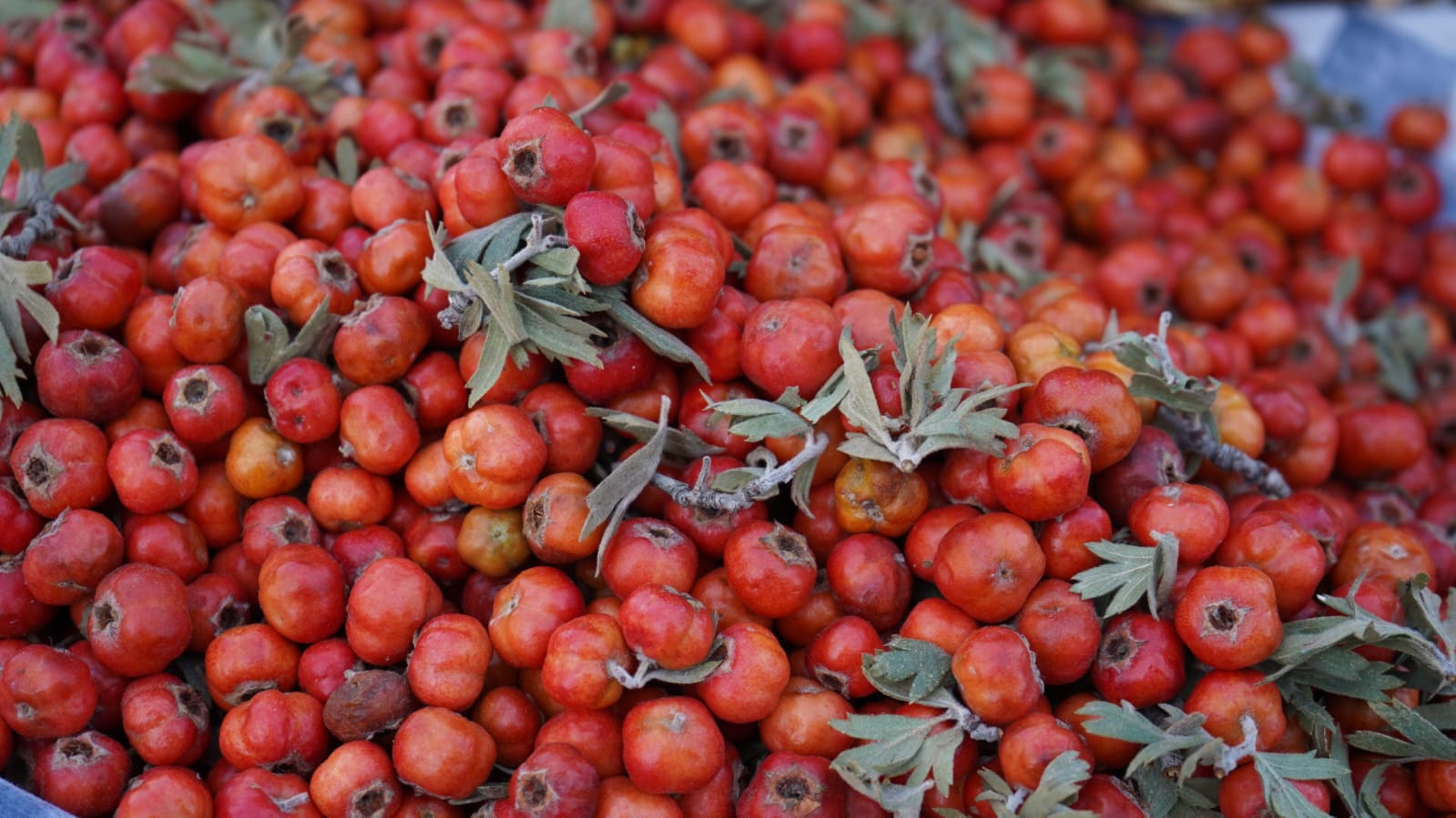 Van’da Alıç Sezonu Başladı