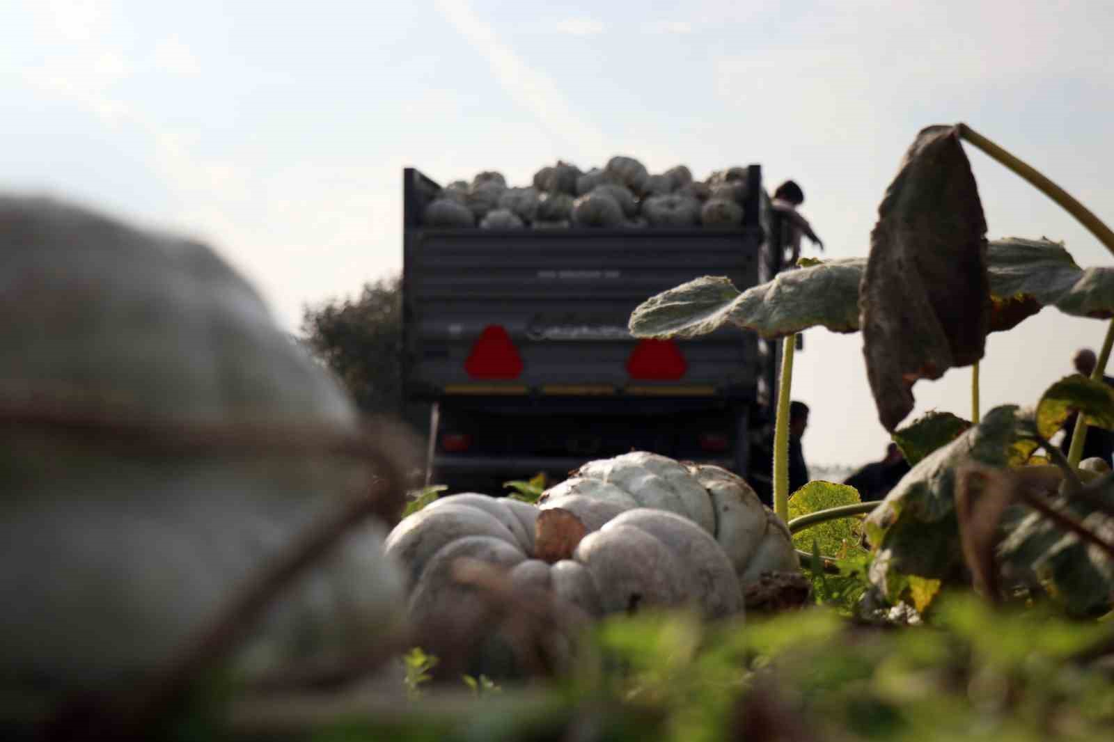 Sakarya’da ‘Beyaz Elmas’ tarlalarda parlamaya başladı