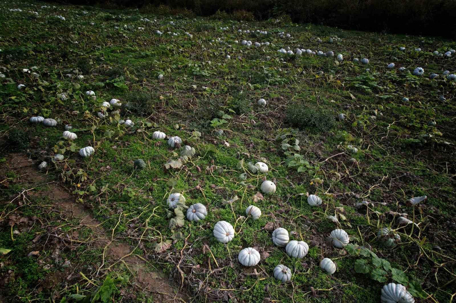 Sakarya’da ‘Beyaz Elmas’ tarlalarda parlamaya başladı
