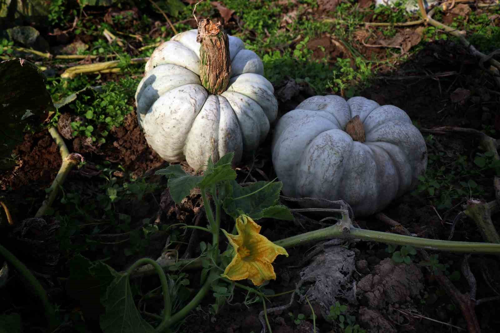 Sakarya’da ‘Beyaz Elmas’ tarlalarda parlamaya başladı