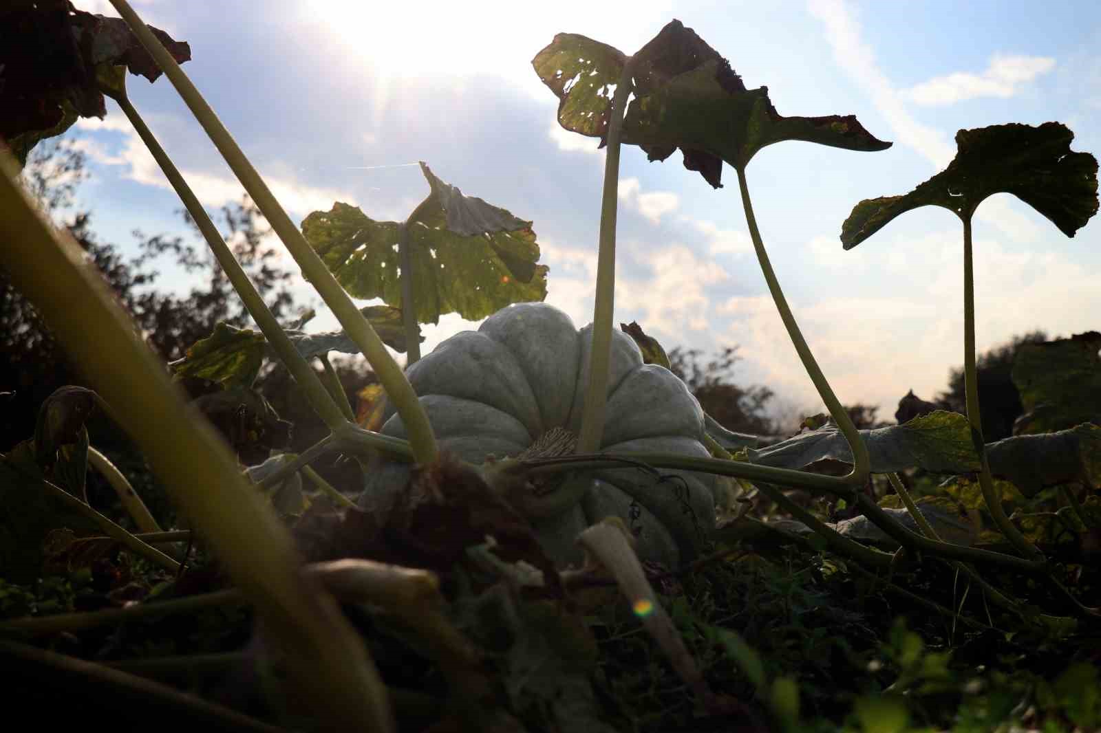 Sakarya’da ‘Beyaz Elmas’ tarlalarda parlamaya başladı