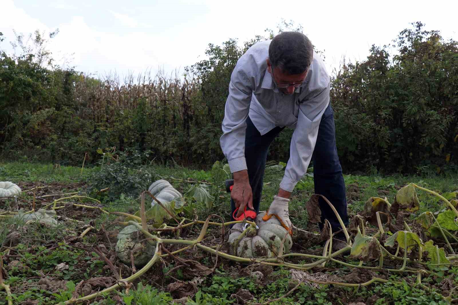 Sakarya’da ‘Beyaz Elmas’ tarlalarda parlamaya başladı