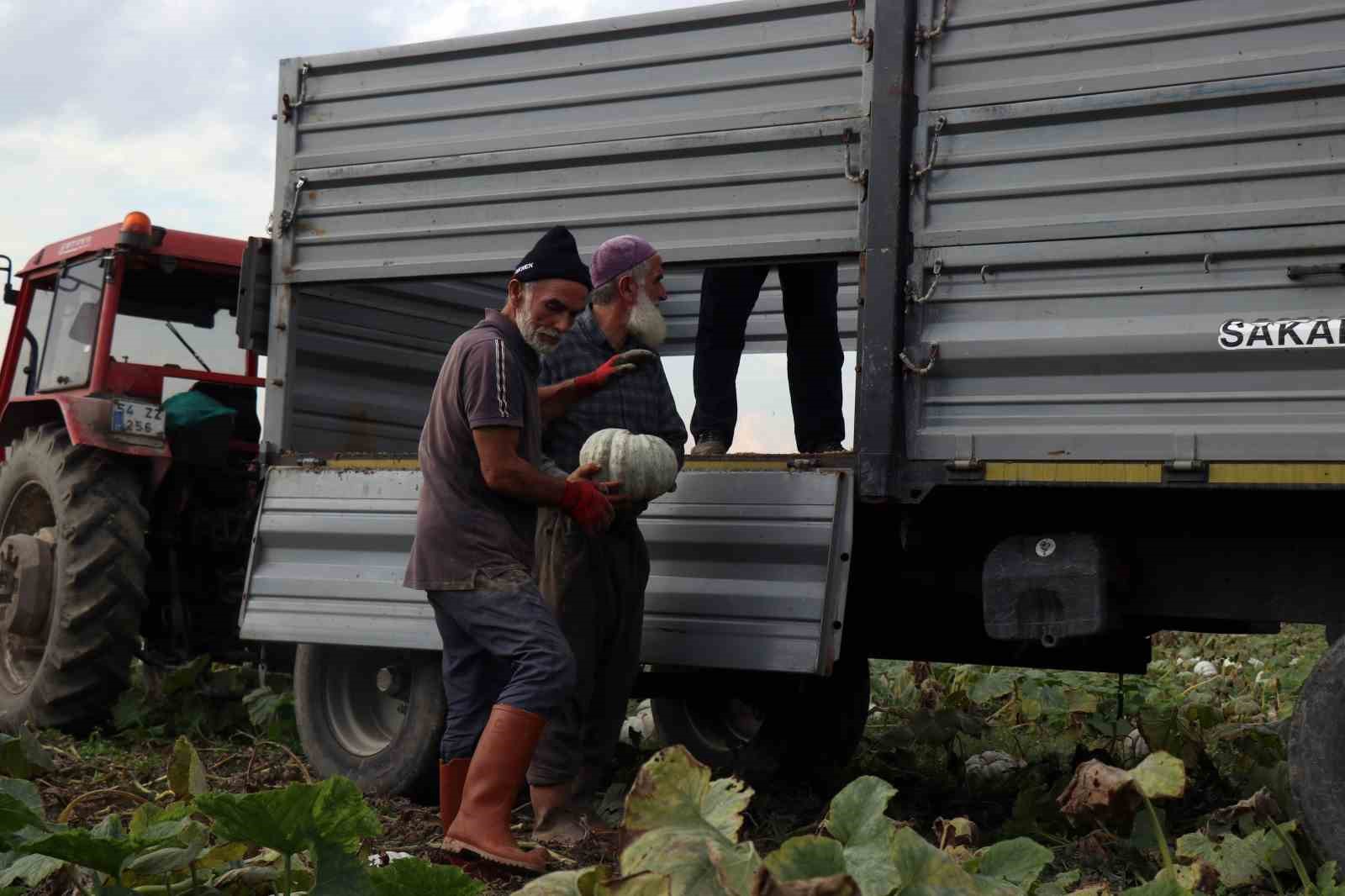 Sakarya’da ‘Beyaz Elmas’ tarlalarda parlamaya başladı