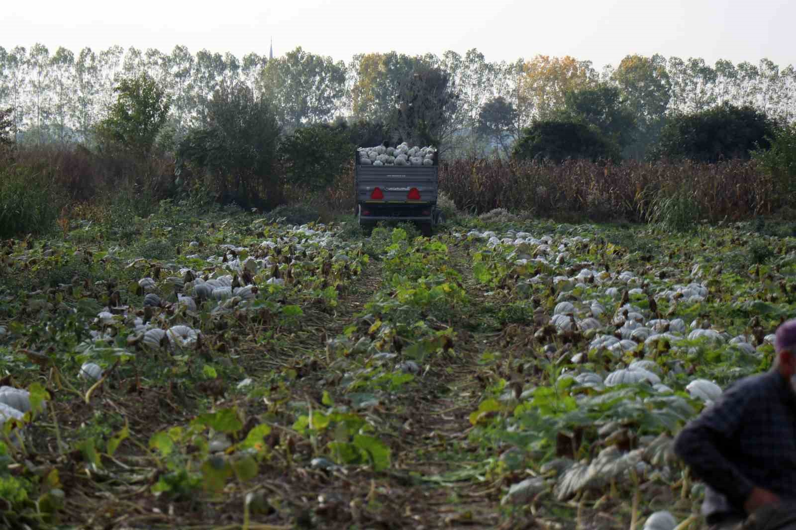 Sakarya’da ‘Beyaz Elmas’ tarlalarda parlamaya başladı