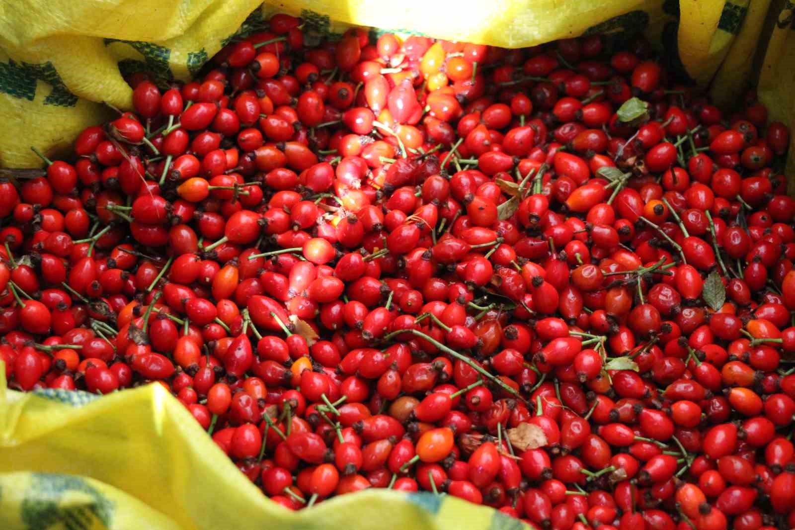 Dikenlerin arasında zahmetle toplanan kuşburnuna rağbet arttı