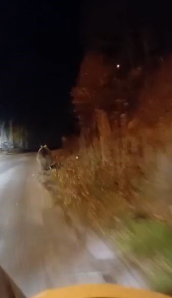 Köpek sandığı ayıyı cep telefonu ile görüntüledi, ‘koca oğlan’ diye seslendi