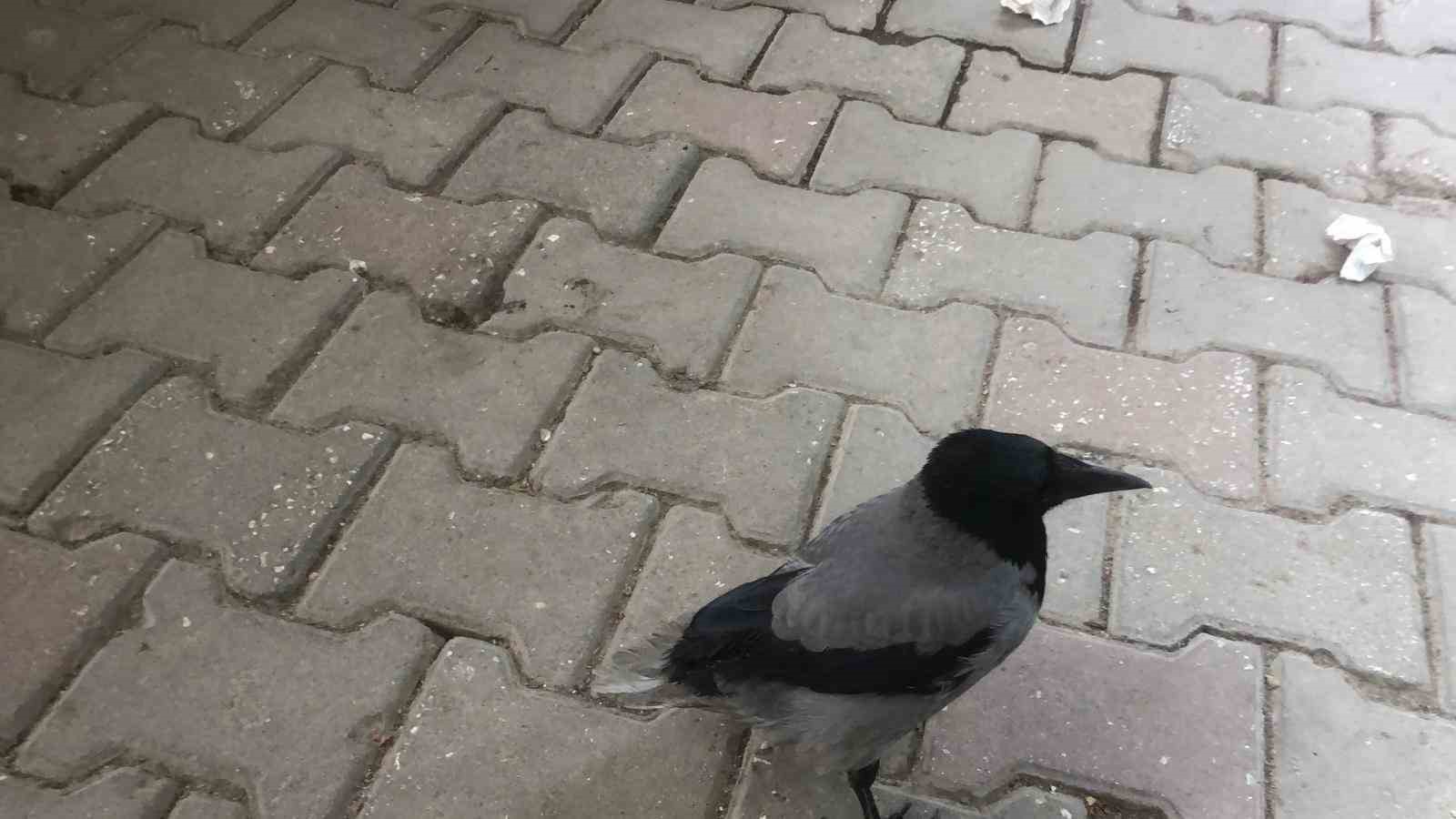 Kahvehane bağımlısı karga mahallenin maskotu haline geldi