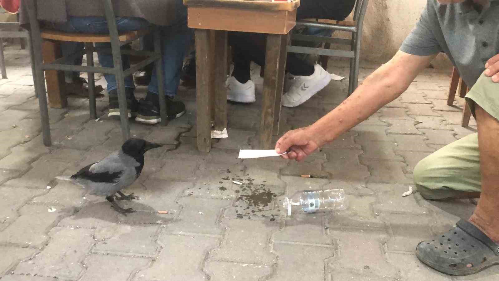 Kahvehane bağımlısı karga mahallenin maskotu haline geldi