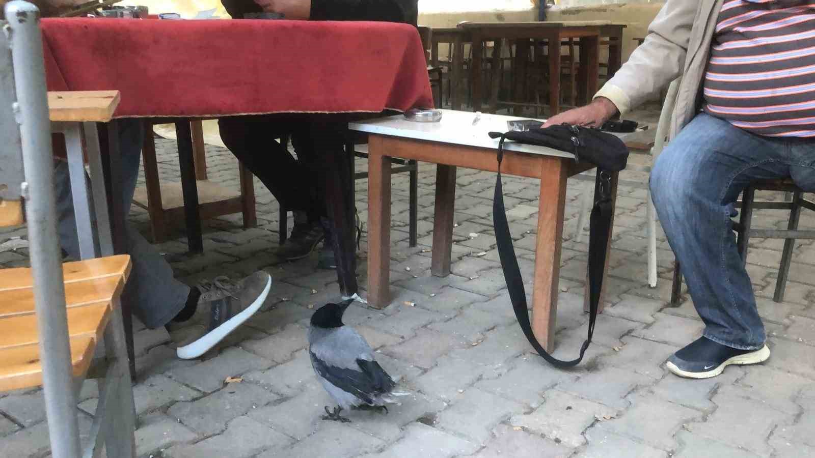 Kahvehane bağımlısı karga mahallenin maskotu haline geldi