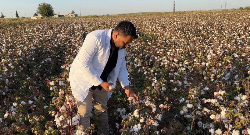Beyaz altın hasadı başladı