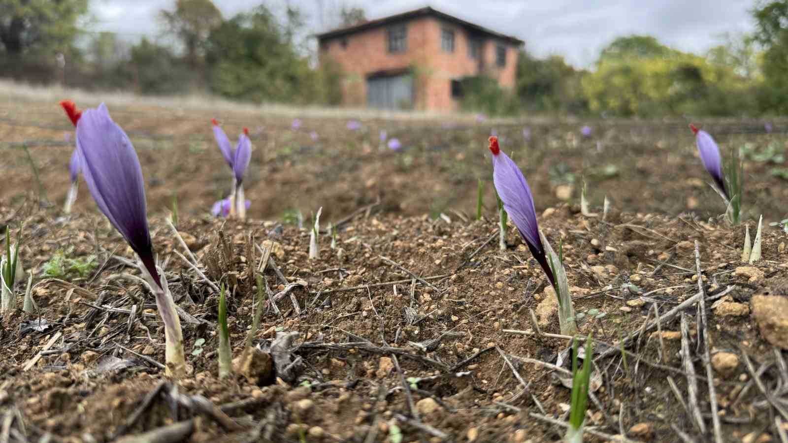 Dünyanın en pahalı baharatı erken çiçek açtı