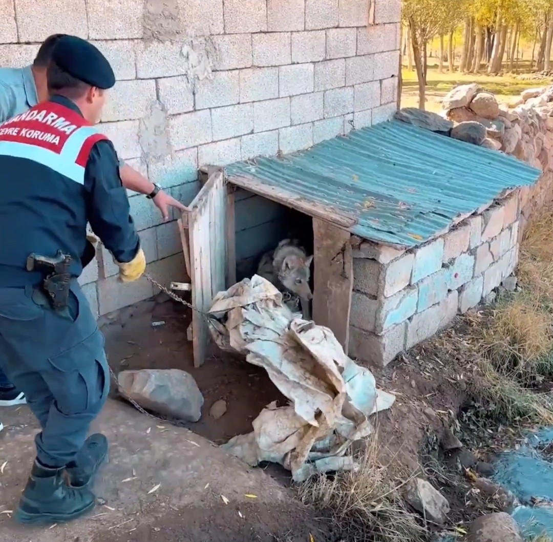 Van’da kurdu zincirle bağlayan şahsa 81 bin TL ceza!