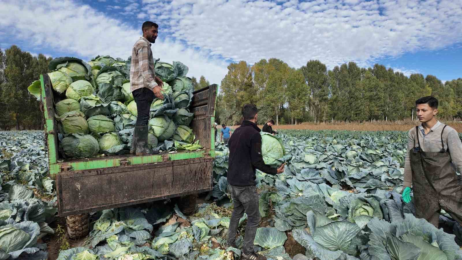 Erciş’te lahana hasadı zamanı