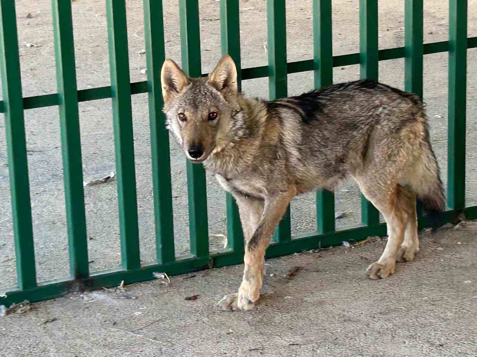 Van’da zincire vurulan kurt rehabilite ediliyor
