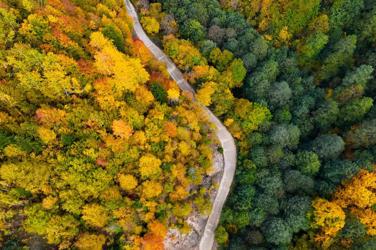 “Örümcek Ormanları’nda sonbahar büyüsü: Renkler adeta dans ediyor”