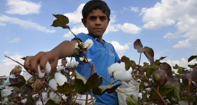 Mevsimlik tarım işçisi ailelerin çocuklarına kesintisiz eğitim desteği