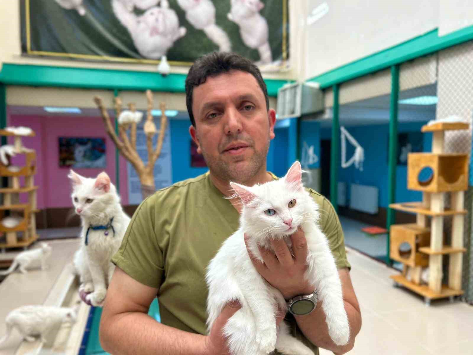 30 yılını Van kedilerine adadı