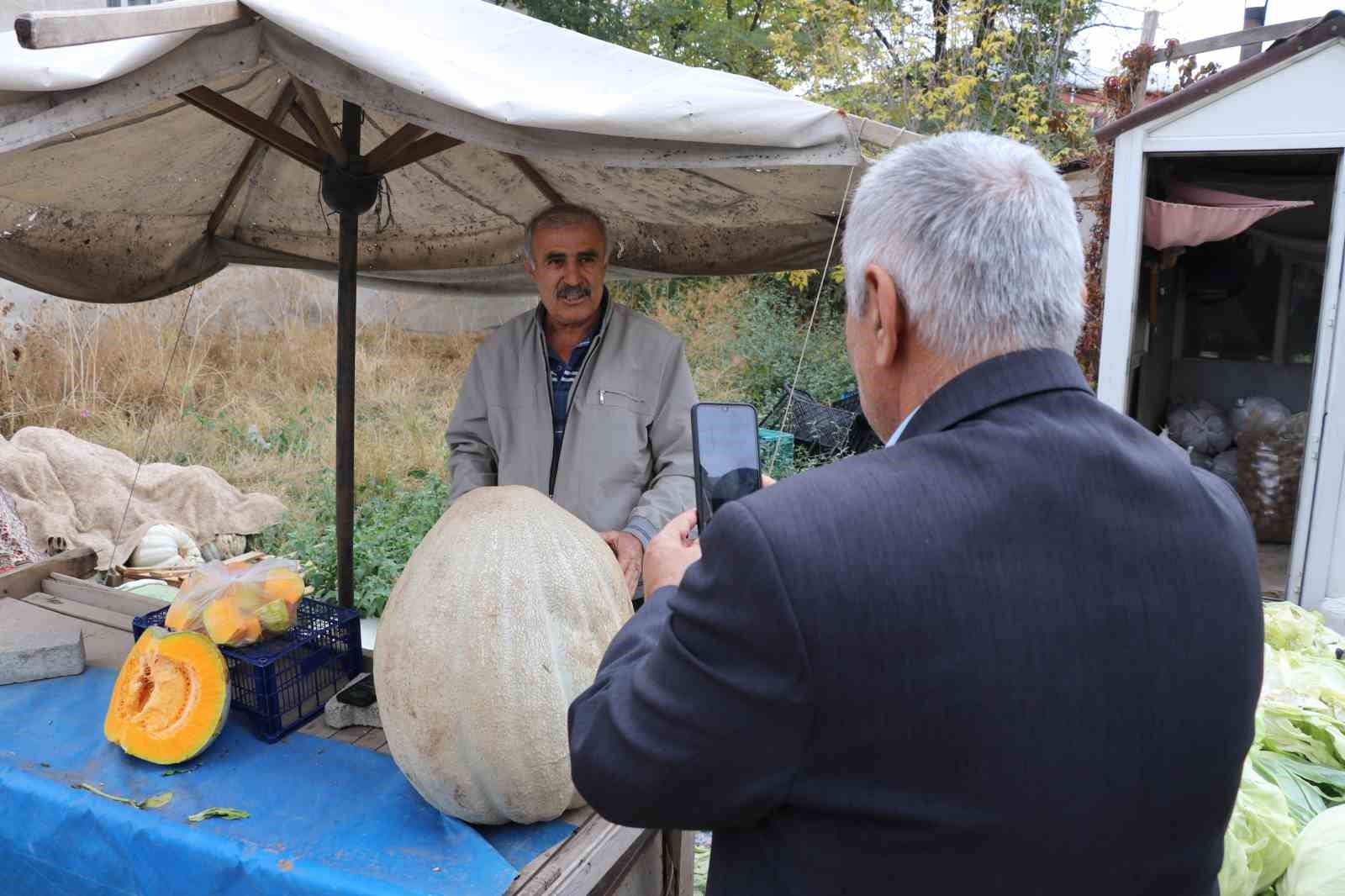 51 kiloluk dev kabak ilgi odağı oldu