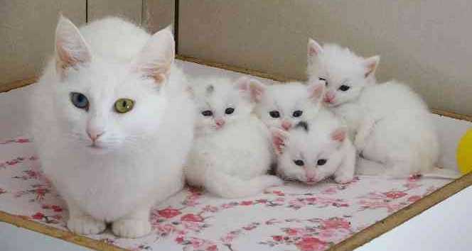 Van Kedisinin Özellikleri Nelerdir? İşte Van Kedisinin Tüm Özellikleri