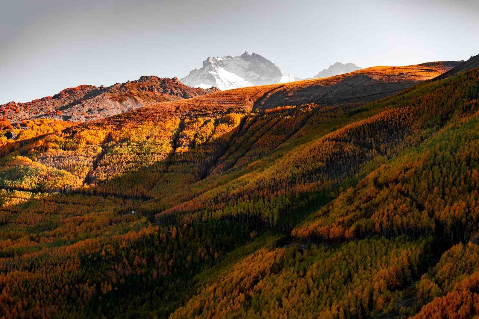 Doğaseverlerin Kayseri’deki saklı hazinesi: Ortaseki Ormanları