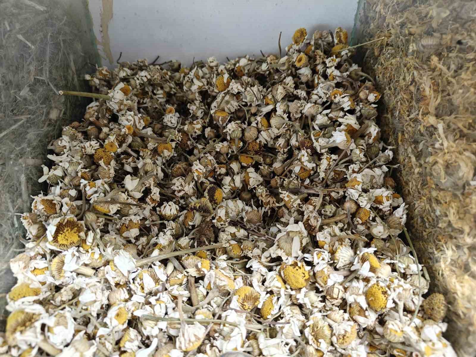 Değişen sıcaklıklara ’bitkisel takviye’