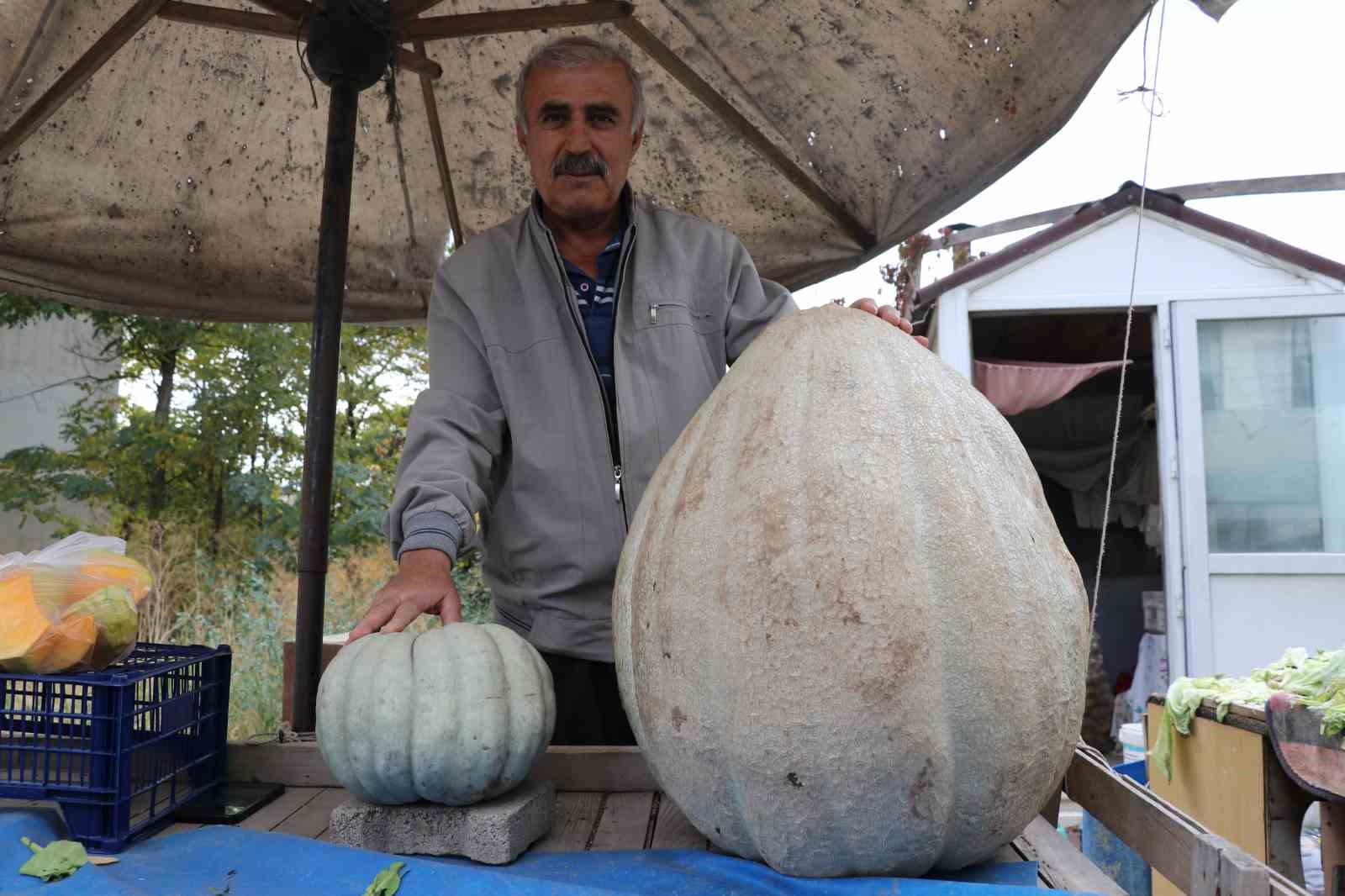 Ata tohumu 51 kiloluk dev kabak ilgi odağı oldu
