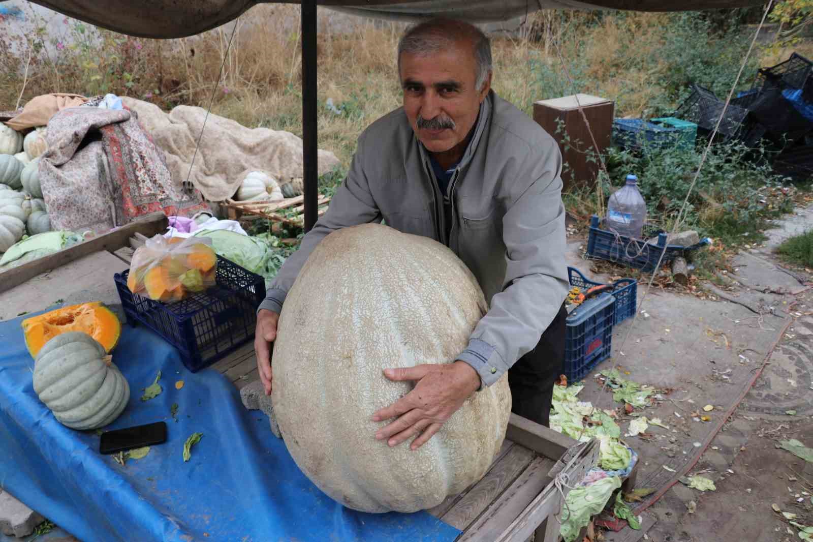 Ata tohumu 51 kiloluk dev kabak ilgi odağı oldu