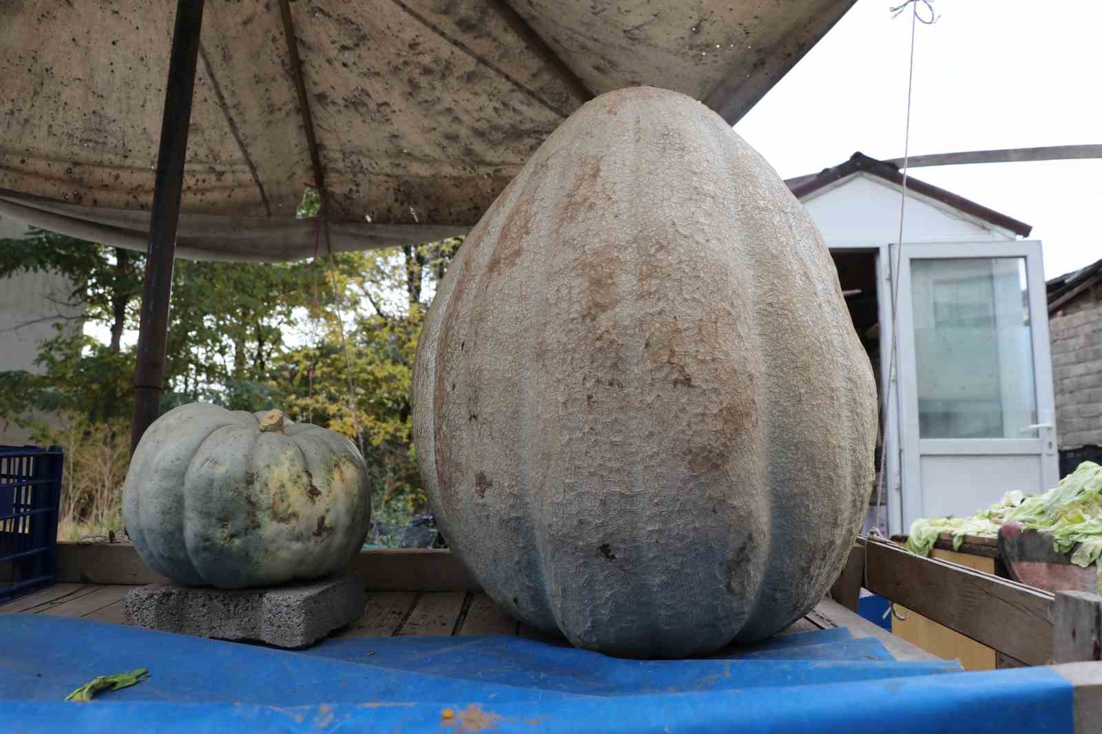 Ata tohumu 51 kiloluk dev kabak ilgi odağı oldu