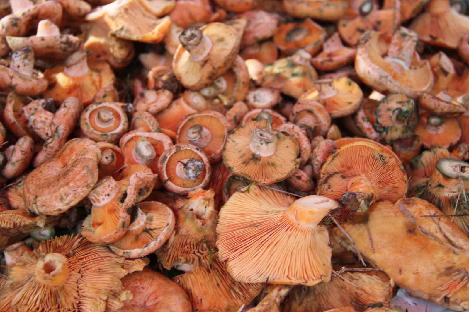 Çıntar pazar tezgahlarında yerini aldı