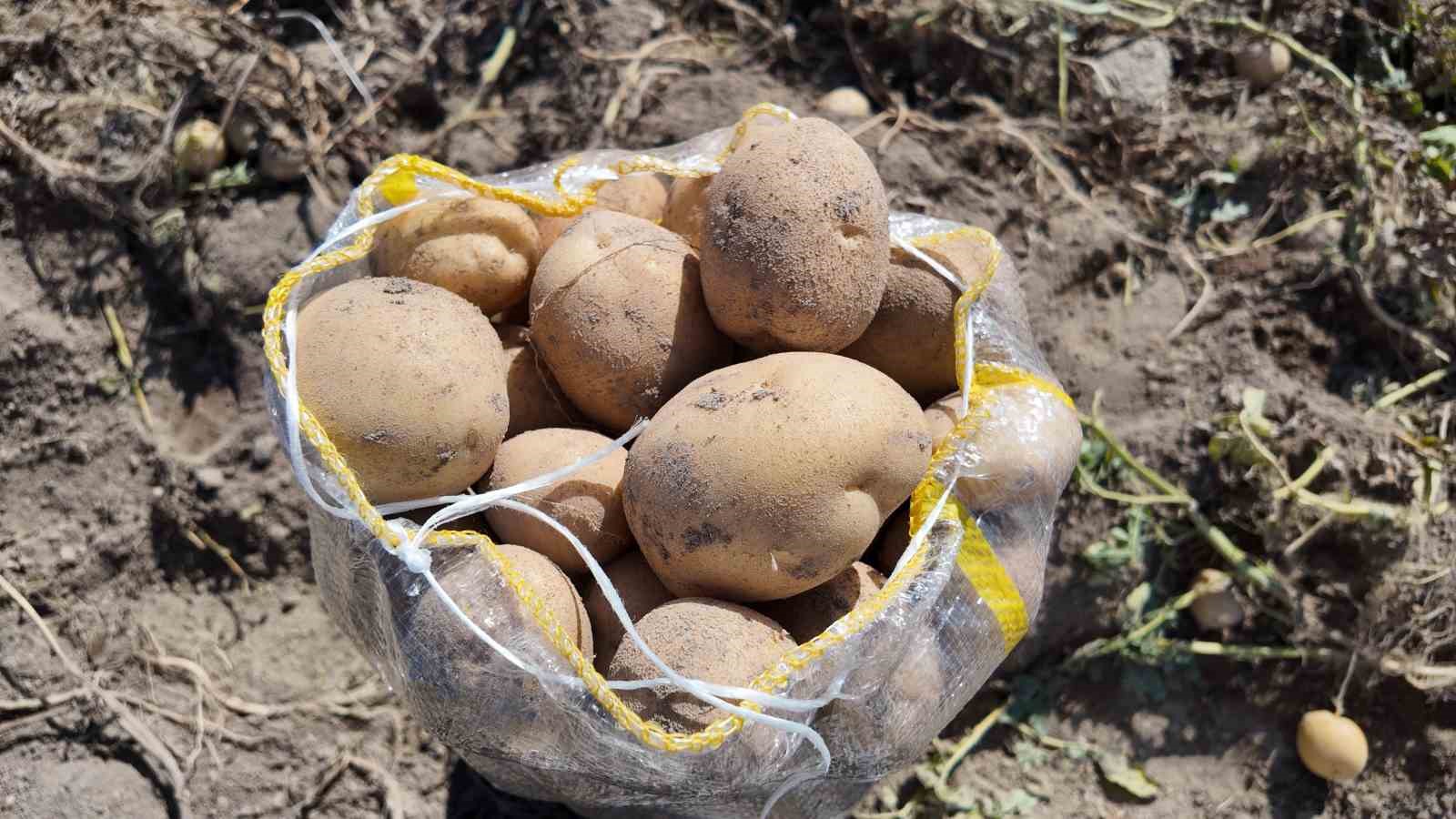 Erciş’te patates hasadı başladı