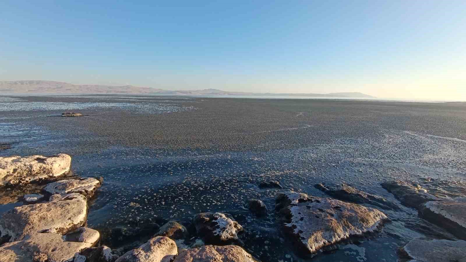 Van Gölü kıyısında yosun tabakası oluştu