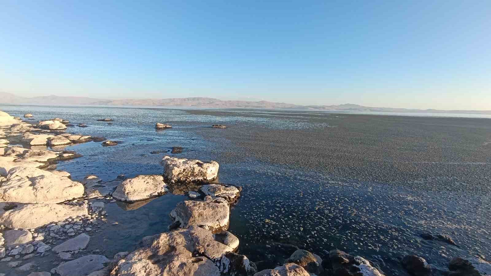 Van Gölü kıyısında yosun tabakası oluştu