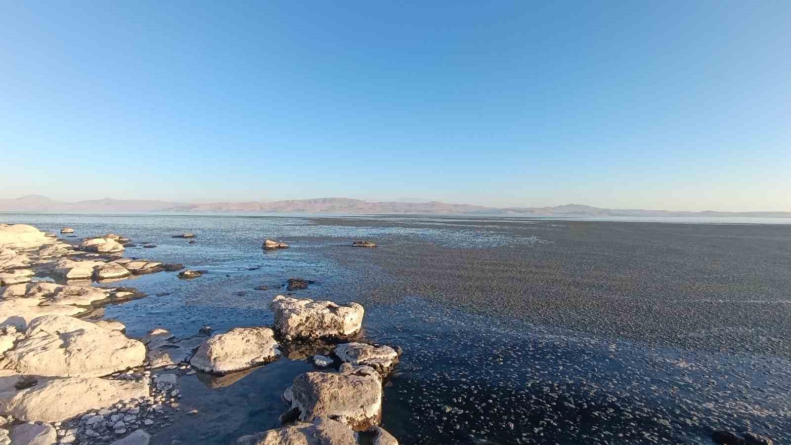 Van Gölü kıyısında yosun tabakası oluştu