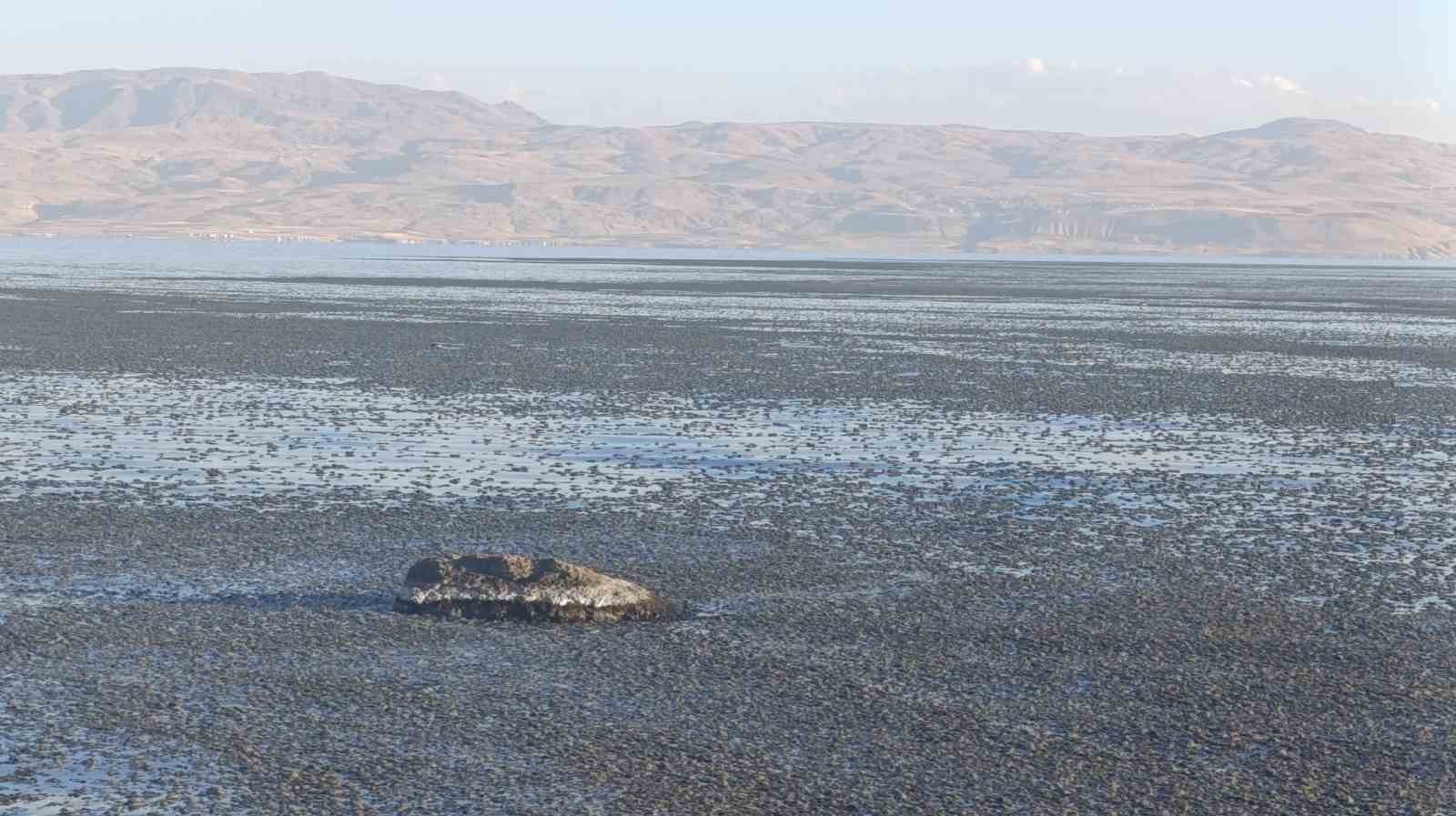 Van Gölü kıyısında yosun tabakası oluştu