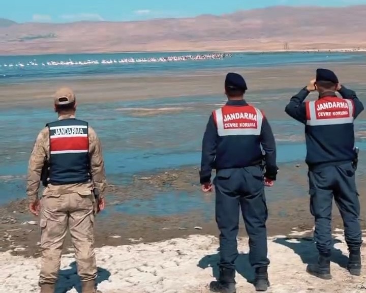 Erçek Gölü’nde jandarmadan flamingo nöbeti