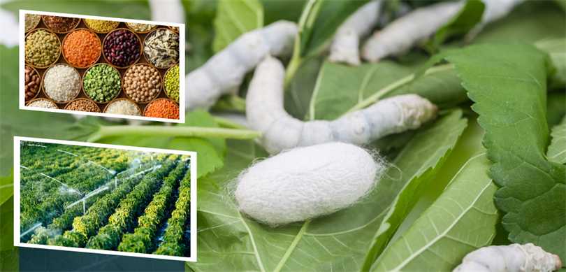 349 milyon liralık destekleme ödemesi bugün çiftçilerin hesaplarına yatıyor