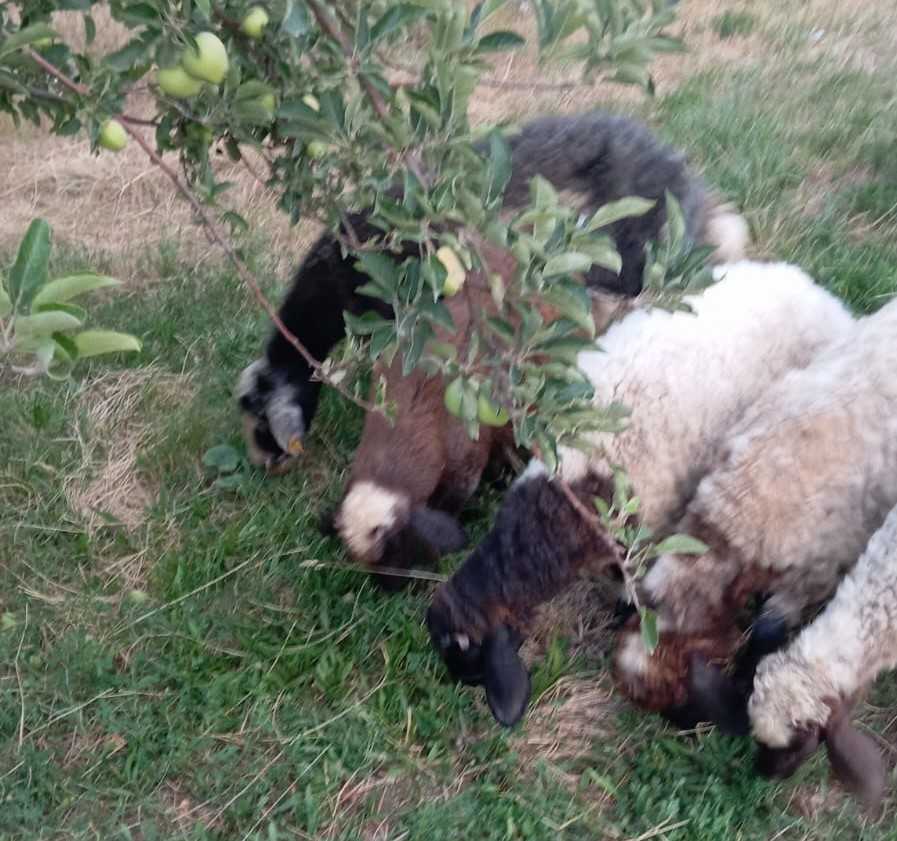 Van’da 6 koyun kayboldu: Vanlı çiftçinin umutlu bekleyişi sürüyor