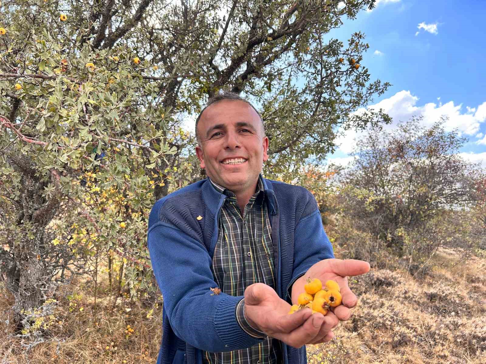 Alıç Meyvesine Yoğun İlgi