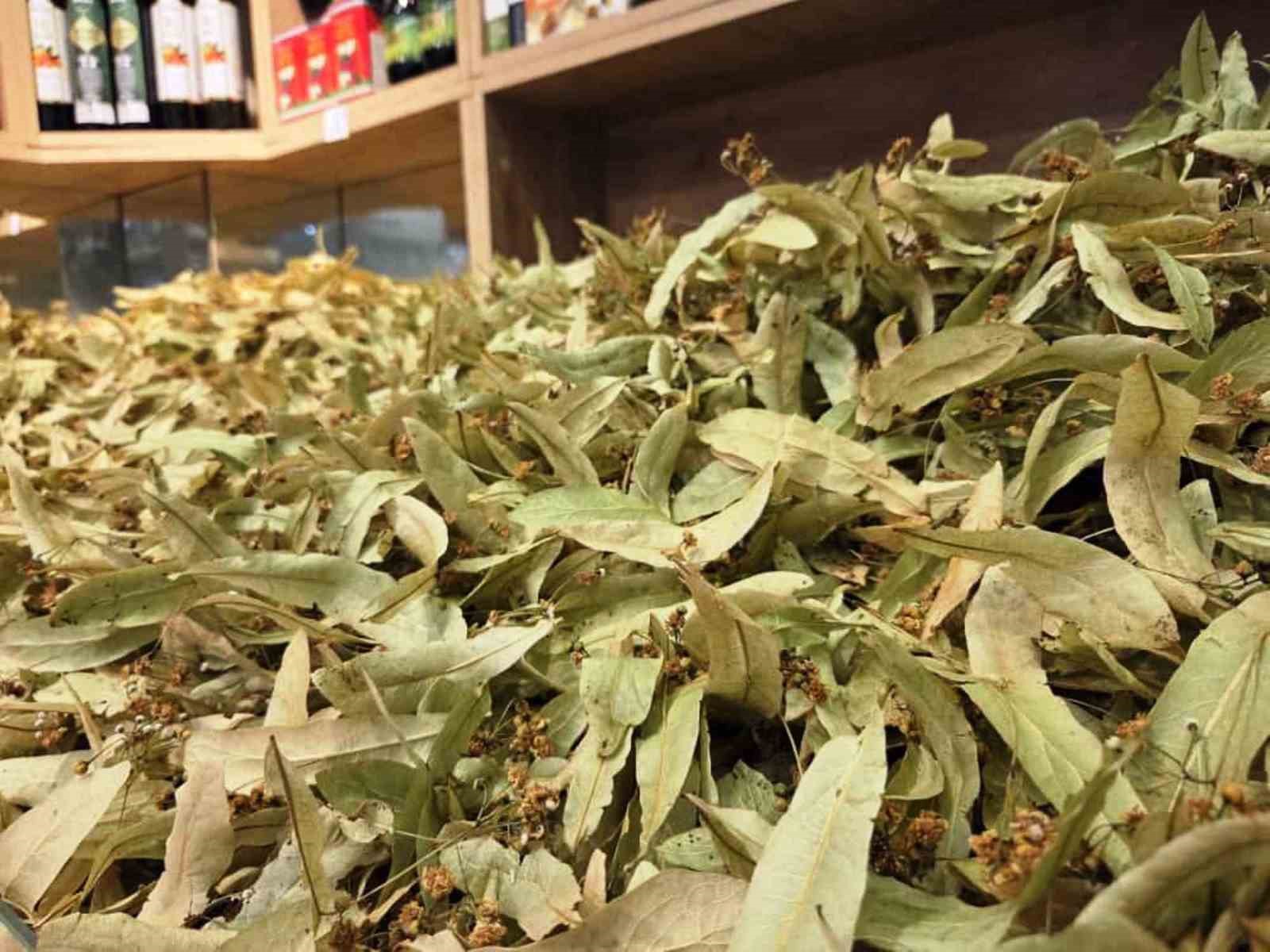 Şifa deposu ıhlamura ilgi arttı