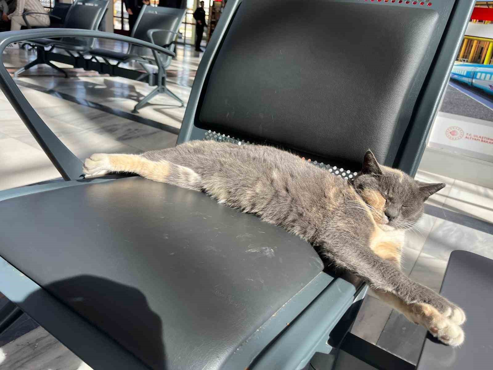 Soğuk Havadan Kaçan Kedi, Yolcuların Kalbini Isıttı