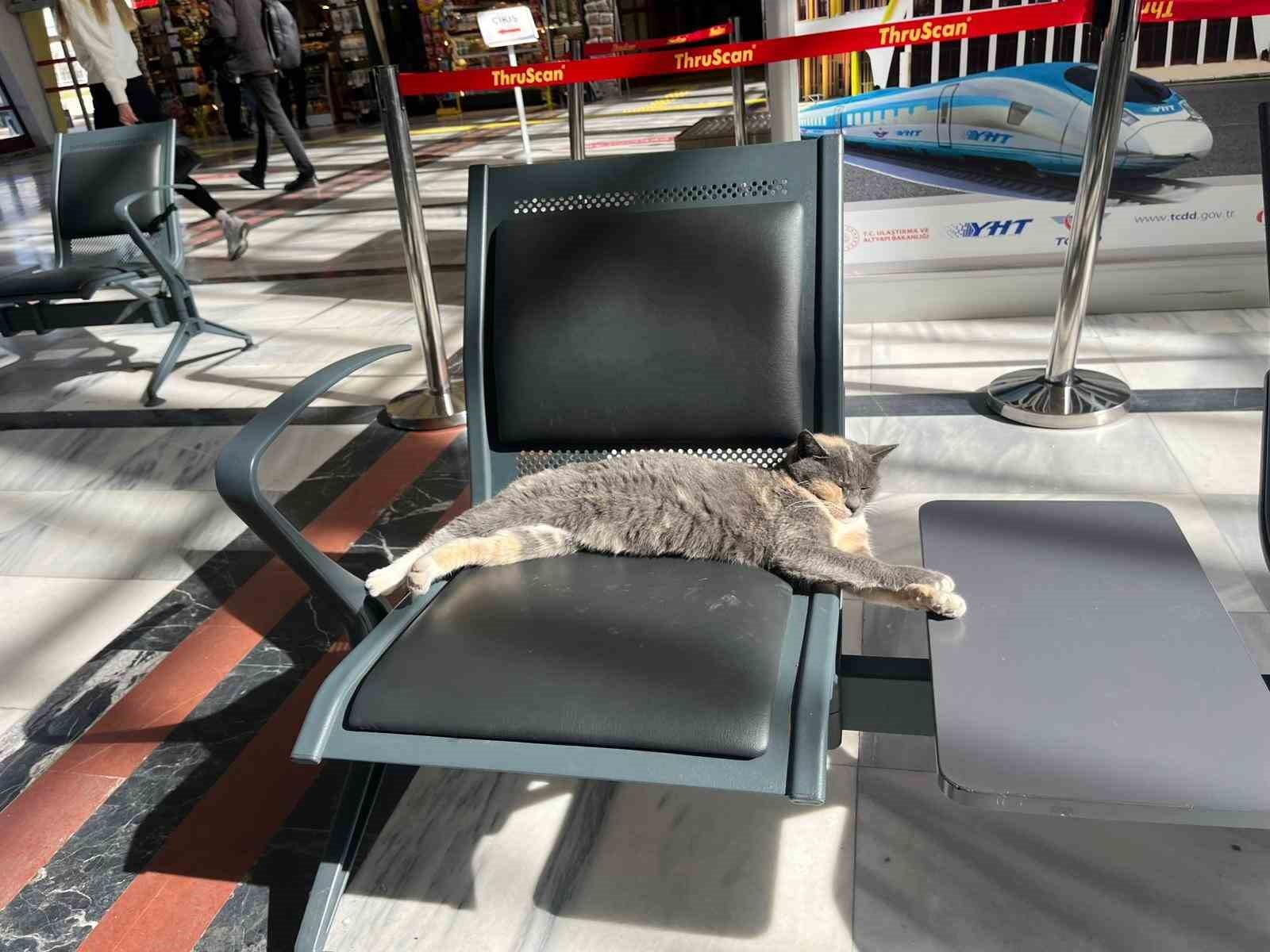 Soğuktan kaçan patili misafir, gar koltuğunda güneş keyfi yaptı