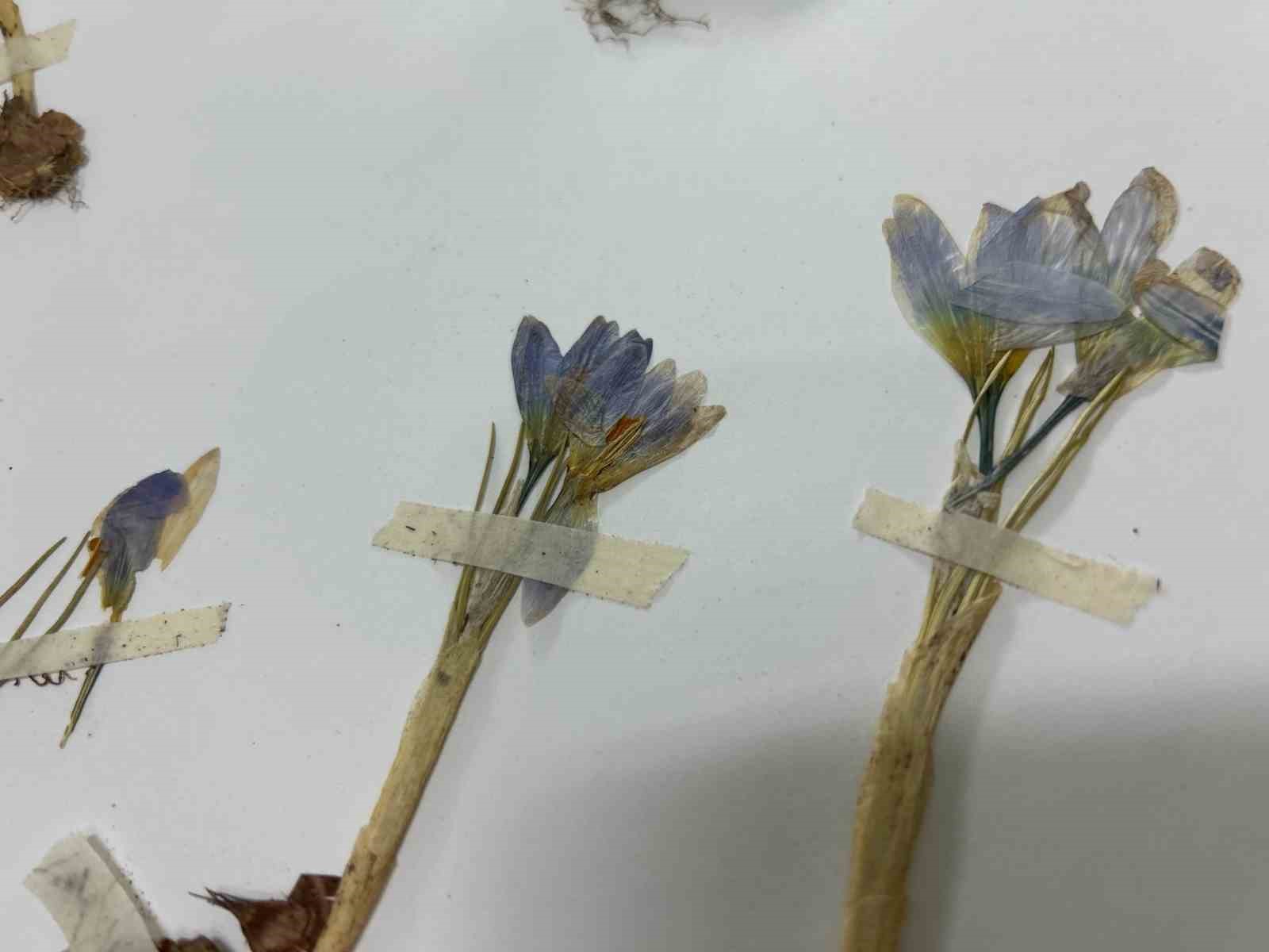 VANF Herbaryumu’nda safran koruma altında