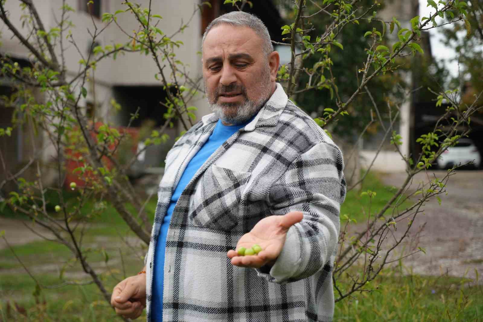 Kış ayına günler kala çiçek açan erik ağaçları meyve verdi