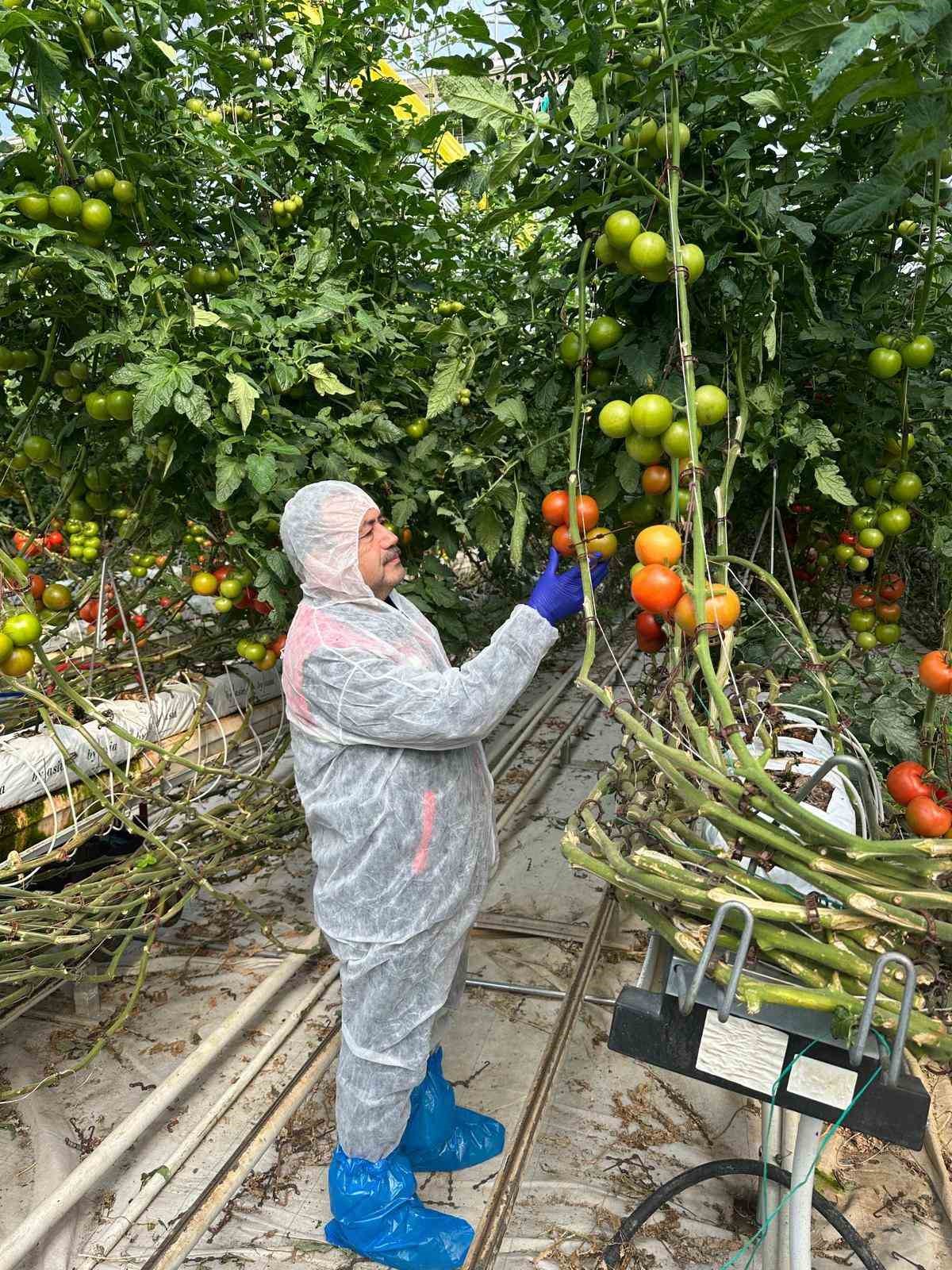 Domateslerde virüs incelemesi yapıldı