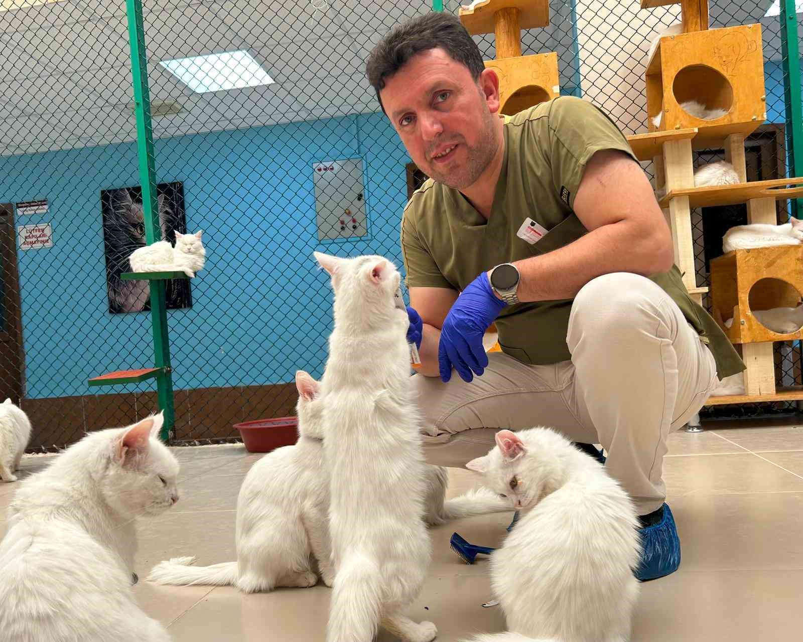 30 yıllık emek: Van kedilerine bir ömür adadı