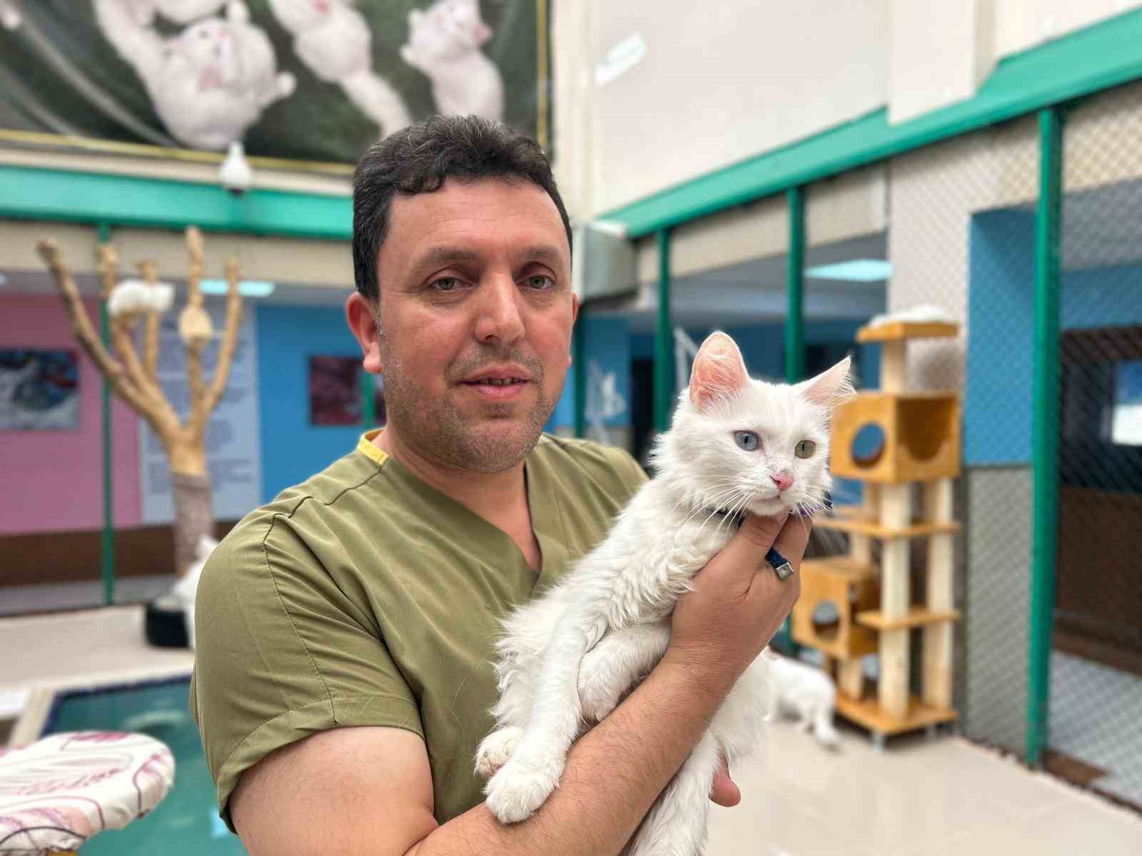 30 yıllık emek: Van kedilerine bir ömür adadı